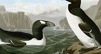 Büyük penguen nedir?