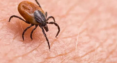 Kenelerden Nasıl Korunmalı, Isırık Durumunda Ne Yapılmalı