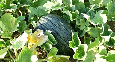 “Ata tohumlarıyla yeniden toprakla buluştu”