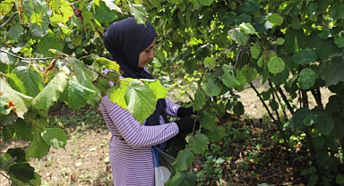 Ordu’da fındık üreticileri ile yerli işçileri buluşturan proje altıncı yılında hem istihdam hem ekonomik katkı sağlıyor