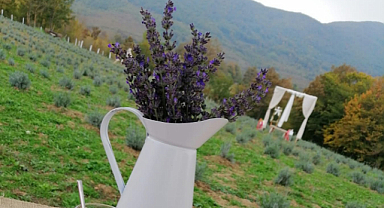 Özleniş Lavanta Bahçesi Açıldı