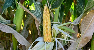 BAKAP’ta hasat dönemi başladı