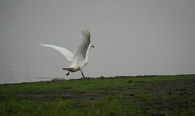 BÜYÜKŞEHİR’İN ŞEFKAT ELİYLE YENİDEN HAYAT BULUYOR