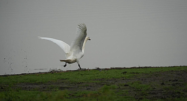 BÜYÜKŞEHİR’İN ŞEFKAT ELİYLE YENİDEN HAYAT BULUYOR