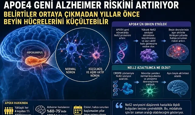 APOE4 ALZHEIMER RİSKİNDE ÖNE ÇIKIYOR