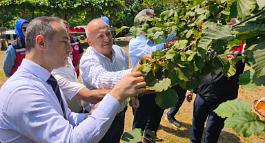 Ünye'de 2026 Yılı Fındık Hasat Sezonu Dualarla Başladı